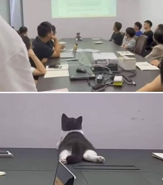 Illustration de l'article : 18 photos de chats et chiens prises pile au bon moment