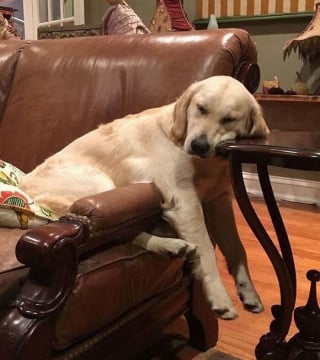 Illustration de l'article : 18 photos de chats et chiens prises pile au bon moment