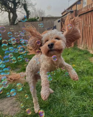 Illustration de l'article : 18 photos de chats et chiens prises pile au bon moment