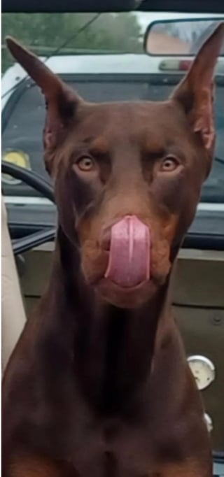 Illustration de l'article : 10 chiens experts en grimaces adorables