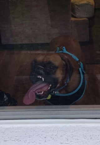 Illustration de l'article : 10 chiens experts en grimaces adorables