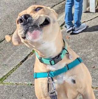 Illustration de l'article : 10 chiens experts en grimaces adorables