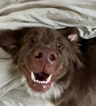 Illustration de l'article : 10 chiens experts en grimaces adorables