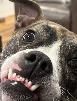Illustration de l'article : 10 chiens experts en grimaces adorables