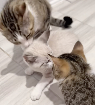 Illustration de l'article : Rendu à sa famille d'accueil un mois après son adoption, ce chaton cherche du réconfort auprès de sa mère et de sa soeur (vidéo)
