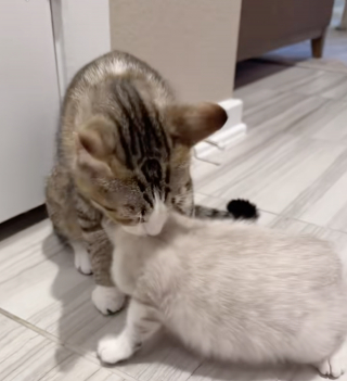 Illustration de l'article : Rendu à sa famille d'accueil un mois après son adoption, ce chaton cherche du réconfort auprès de sa mère et de sa soeur (vidéo)