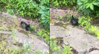 Illustration de l'article : Educateur canin en association, un randonneur entend les pleurs d'un chiot coinc&eacute; dans un ravin et le sauve juste avant un orage