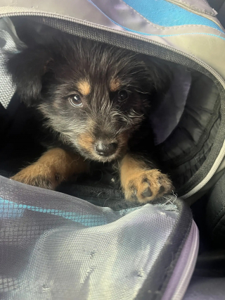 Illustration de l'article : Educateur canin en association, un randonneur entend les pleurs d'un chiot coinc&eacute; dans un ravin et le sauve juste avant un orage
