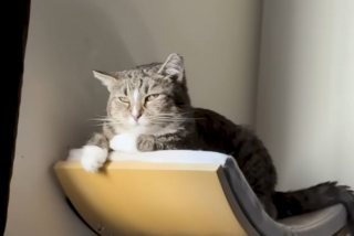 Illustration de l'article : Après lui avoir rendu visite tous les jours pendant un an, une bénévole gagne la confiance d'une chatte séniore errante et l'adopte