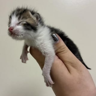 Illustration de l'article : Un chaton nouveau-n&eacute; bloqu&eacute; derri&egrave;re une cl&ocirc;ture est sauv&eacute; gr&acirc;ce aux habitants qui alertent les secours animaliers