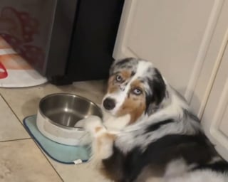 Illustration de l'article : Cette chienne d&eacute;vou&eacute;e aux enfants de la famille montre son bonheur pendant les rares trajets en voiture o&ugrave; elle peut se reposer seule (vid&eacute;o)