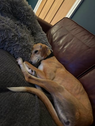 Illustration de l'article : Cette chienne abandonnée dans un champ trouve un foyer pour la vie après 4 mois au refuge
