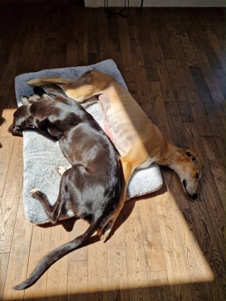 Illustration de l'article : Cette chienne abandonnée dans un champ trouve un foyer pour la vie après 4 mois au refuge