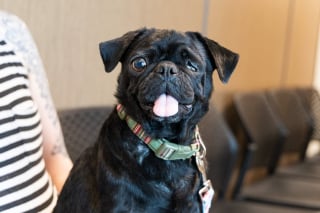 Illustration de l'article : Arrivée dans un état critique au refuge, cette chienne est sauvée par le don de sang d'un congénère découvert errant et blessé