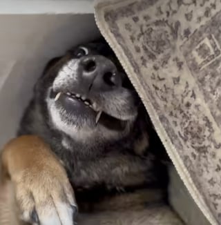 Illustration de l'article : Elle pensait adopter un chien intimidant, mais ce Berger Allemand retraité de l’armée est finalement d'une grande douceur (vidéo)