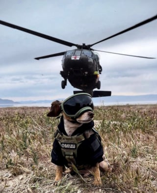 Illustration de l'article : 12 photos de chiens très impliqués dans leur travail