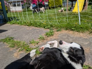 Illustration de l'article : 12 photos de chiens très impliqués dans leur travail