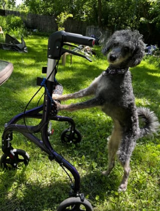 Illustration de l'article : 12 photos de chiens très impliqués dans leur travail