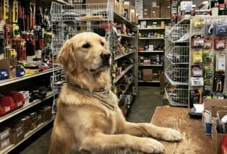 Illustration de l'article : 12 photos de chiens très impliqués dans leur travail