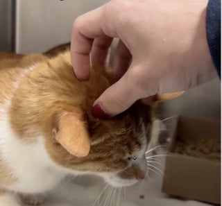 Illustration de l'article : 2 chats seniors abandonnés après un déménagement peuvent compter sur leur nouvelle famille pour terminer leurs vieux jours dans l'amour (vidéo)