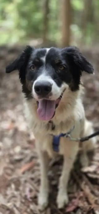 Illustration de l'article : Stressé par son deuxième séjour au refuge, ce chien donne le sourire à une bénévole en s'amusant avec un jouet pour la première fois depuis son arrivée (vidéo)