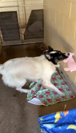 Illustration de l'article : Stressé par son deuxième séjour au refuge, ce chien donne le sourire à une bénévole en s'amusant avec un jouet pour la première fois depuis son arrivée (vidéo)