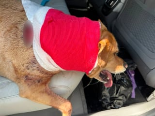 Illustration de l'article : Un chien survit à une violente attaque d'ours survenue pendant que son maître sortait les poubelles