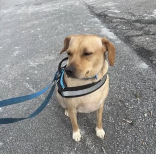 Illustration de l'article : Un chien survit à une violente attaque d'ours survenue pendant que son maître sortait les poubelles