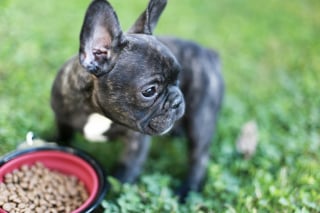 Illustration de l'article : Faut-il changer souvent les croquettes d'un chien pour éviter qu'il s'en lasse ?