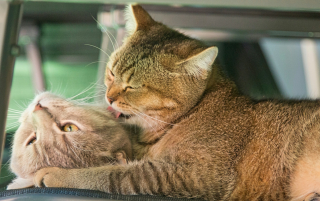 Illustration de l'article : Vrai ou faux : les chats sont-ils des animaux solitaires qui détestent la vie en groupe ?