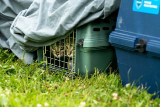 Illustration de l'article : Alertée par un voisin, une association évacue et prend en charge 71 chats abandonnés à leur sort sur une propriété inhabitée