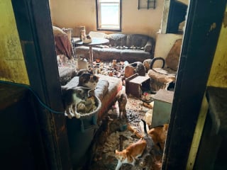 Illustration de l'article : Alertée par un voisin, une association évacue et prend en charge 71 chats abandonnés à leur sort sur une propriété inhabitée