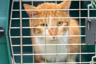 Illustration de l'article : Alertée par un voisin, une association évacue et prend en charge 71 chats abandonnés à leur sort sur une propriété inhabitée