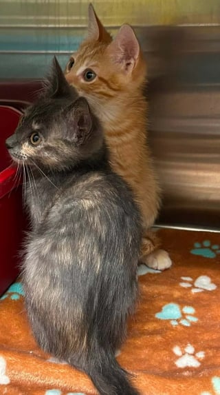 Illustration de l'article : Une enquête ouverte et une forte récompense promise après le sauvetage de 4 chatons et 2 chats adultes jetés d'une voiture en marche
