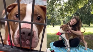 Illustration de l'article : Ignor&eacute; malgr&eacute; sa douceur, ce Pitbull s&eacute;nior change de refuge pour un nouveau d&eacute;part apr&egrave;s la diffusion d'une vid&eacute;o &eacute;mouvante (vid&eacute;o)