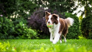 Illustration de l'article : 6 façons de prouver à votre chien que vous l’aimez