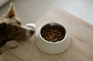 Illustration de l'article : 6 fa&ccedil;ons de prouver &agrave; votre chien que vous l&rsquo;aimez