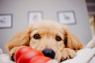 Illustration de l'article : 6 façons de prouver à votre chien que vous l’aimez