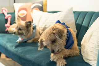 Illustration de l'article : Pourquoi votre chien se lèche-t-il compulsivement les pattes avant ?