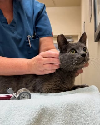 Illustration de l'article : Un chat sénior parcourt 48 kilomètres caché sous un camion, saute sur l’autoroute où il est sauvé de justesse avant d'être rendu à sa famille