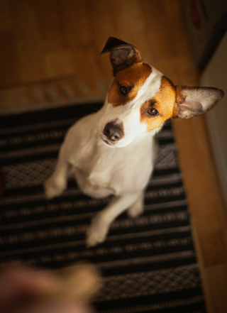 Illustration de l'article : Pouvez-vous donner du pain dur à votre chien ?