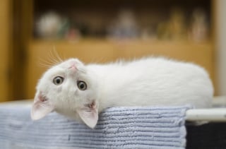 Illustration de l'article : 6 comportements humains &agrave; &eacute;viter pour un chaton &eacute;panoui et &eacute;quilibr&eacute;