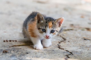 Illustration de l'article : 6 comportements humains &agrave; &eacute;viter pour un chaton &eacute;panoui et &eacute;quilibr&eacute;