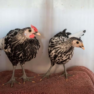 Illustration de l'article : Une centaine d'animaux dont 30 chiens sauvés d'une ferme insalubre où ils étaient privés d'eau et de soins en pleine canicule