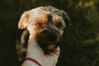 Illustration de l'article : Caresser un chien qui a peur renforce son anxiété : mythe ou réalité ?