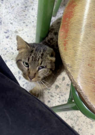 Illustration de l'article : Une bénévole découvre un chat errant blessé dans une école transformée en bureau de vote et décide de l'adopter