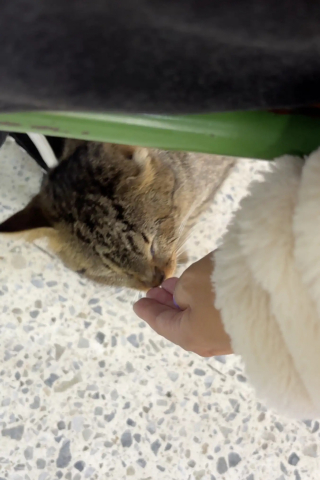 Illustration de l'article : Une bénévole découvre un chat errant blessé dans une école transformée en bureau de vote et décide de l'adopter