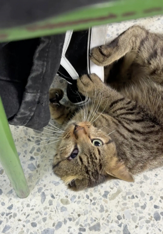 Illustration de l'article : Une bénévole découvre un chat errant blessé dans une école transformée en bureau de vote et décide de l'adopter