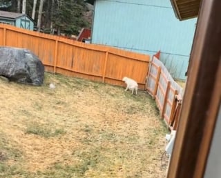 Illustration de l'article : L'attitude poignante d'un Golden Retriever continuant d'aboyer à la clôture où il rencontrait le chien décédé des voisins (vidéo)