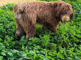 Illustration de l'article : S&eacute;par&eacute; de sa m&egrave;re &agrave; un mois et enferm&eacute; sur un balcon, ce chien attend la famille qui lui offrira une nouvelle vie